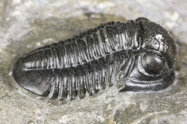 Detailed Gerastos Trilobite Fossil - Morocco #141671